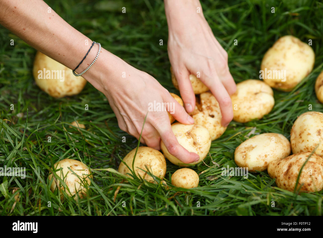 Kartoffeln zu ernten. Weibliche Hände packt gewaschen Kartoffeln aus dem Rasen. Locavore sauber Essen, ökologische Landwirtschaft, lokale Landwirtschaft, Stockfoto