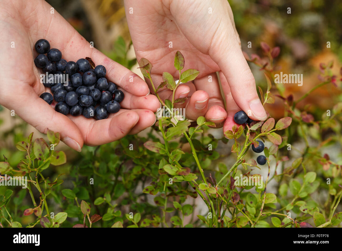 Heidelbeeren pflücken. Frau nördliche Waldbeeren sammeln. Zupfen. Stockfoto