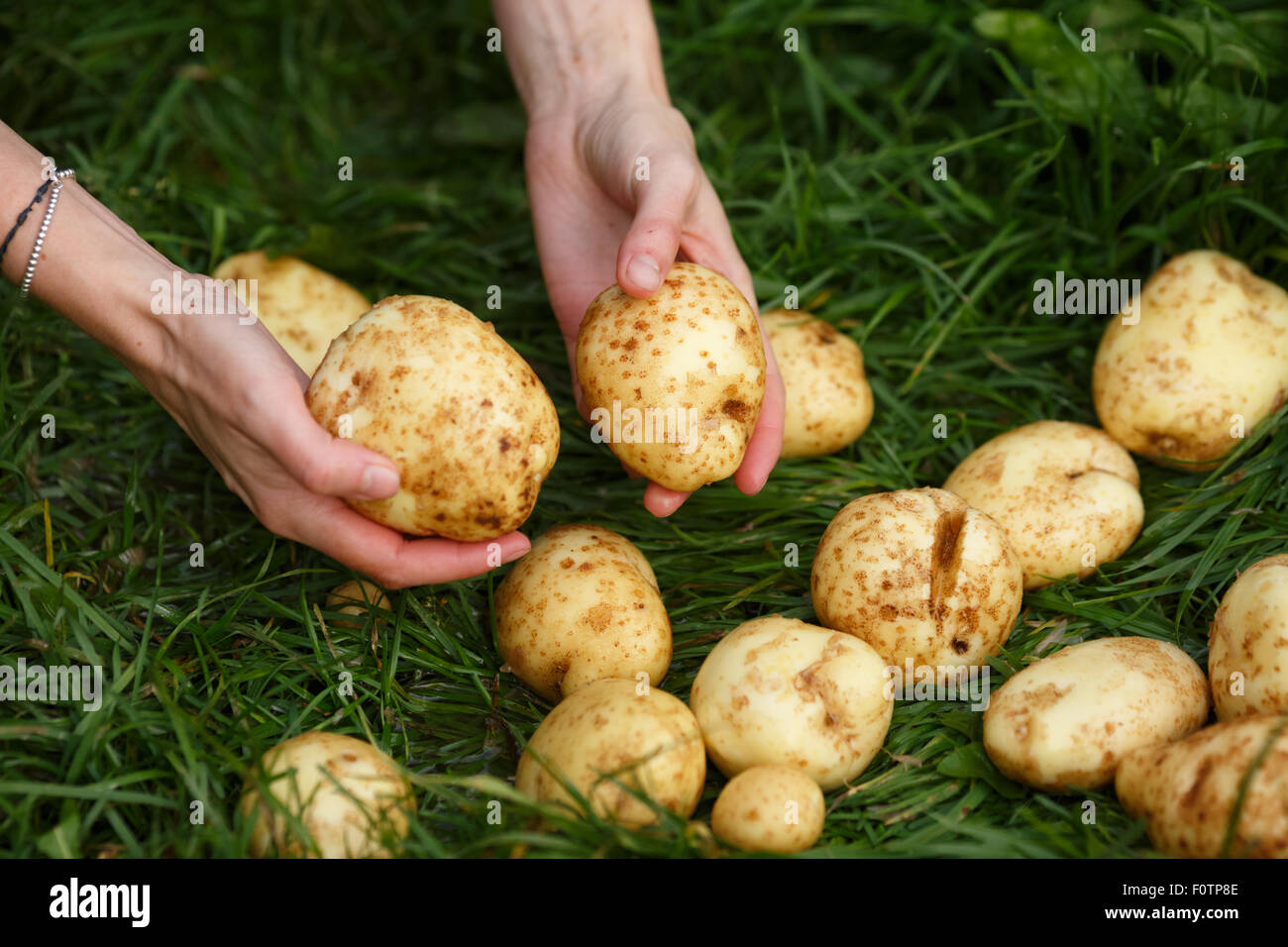 Kartoffeln zu ernten. Weibliche Hände packt gewaschen Kartoffeln aus dem Rasen. Locavore sauber Essen, ökologische Landwirtschaft, lokale Landwirtschaft, Stockfoto