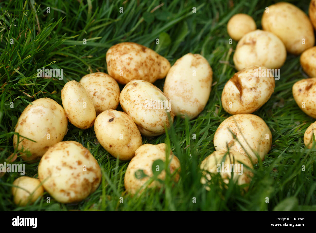 Kartoffeln zu ernten. Frisch gesammelten und gewaschenen Kartoffeln Trocknen auf dem Rasen. Locavore, sauber Essen, ökologische Landwirtschaft, lokale f Stockfoto