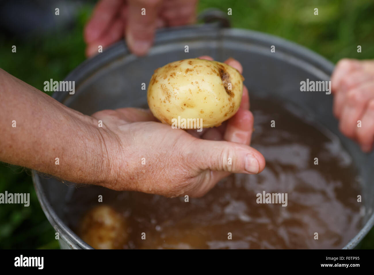 Kartoffeln zu ernten. Männliche Hand Betrieb gewaschen Potatoe direkt vom Feld. Locavore, sauber Essen, ökologische Landwirtschaft, lokale f Stockfoto