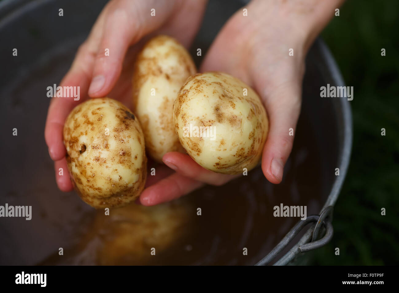 Kartoffeln zu ernten. Weibliche Hände gewaschen Holding Kartoffeln direkt vom Feld. Locavore, sauber Essen, ökologische Landwirtschaft, loc Stockfoto