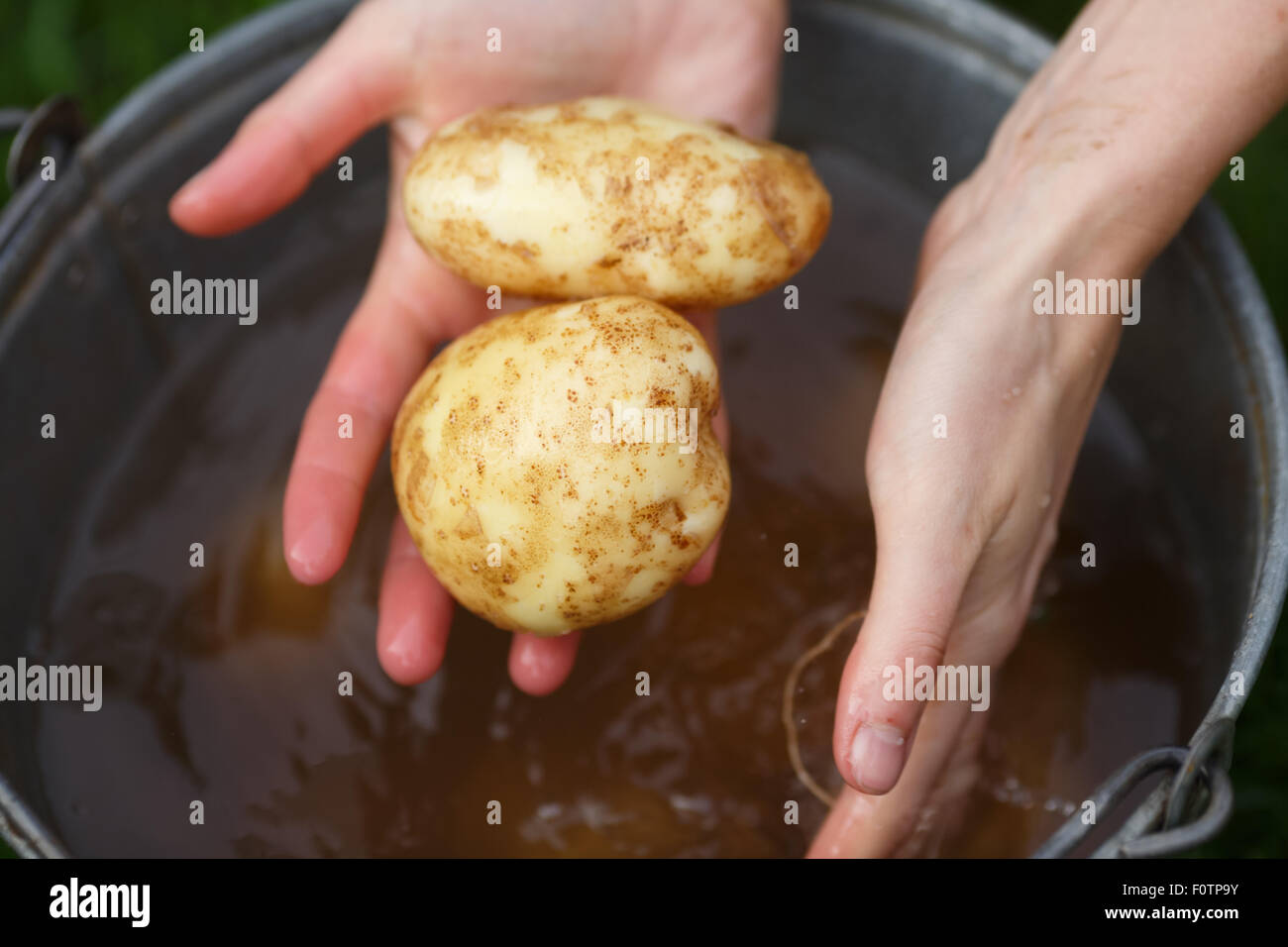 Kartoffeln zu ernten. Weibliche Hände waschen frisch gesammelten Kartoffeln. Locavore, sauber Essen, ökologische Landwirtschaft, lokale Landwirtschaft, gro Stockfoto