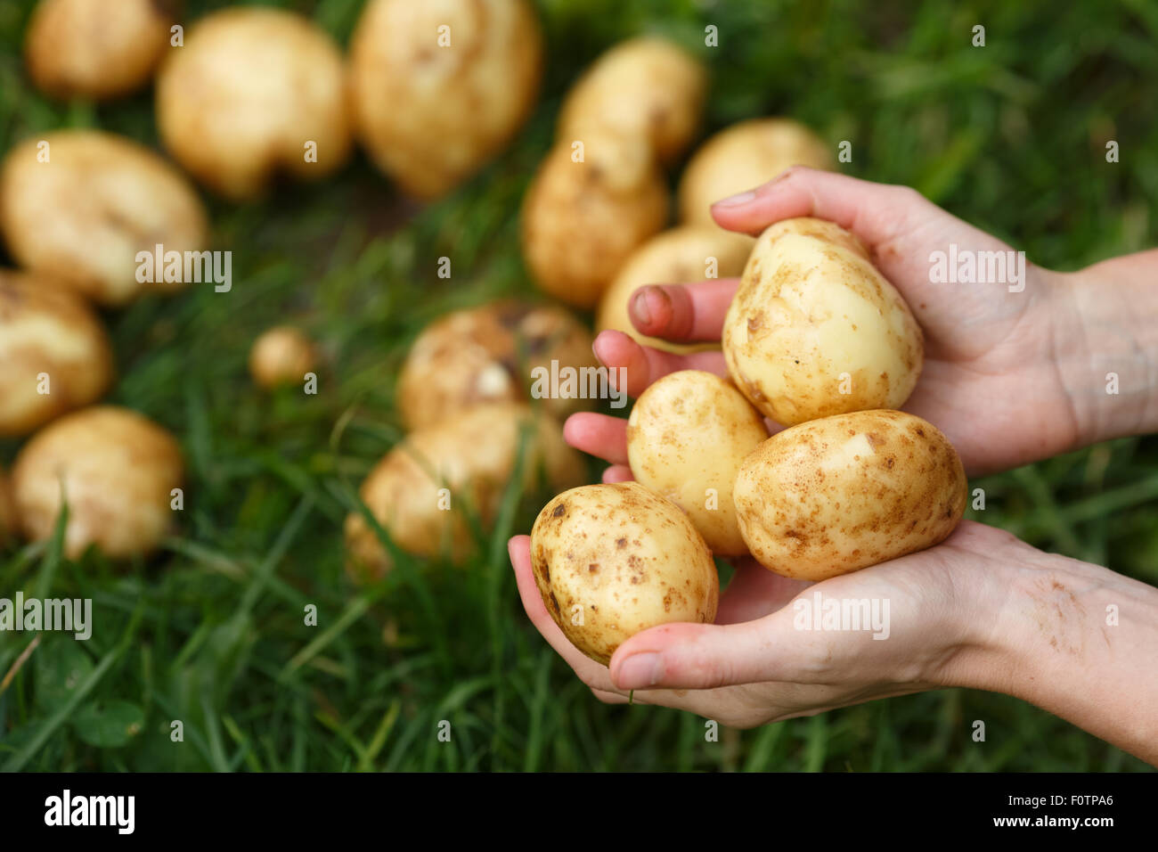 Kartoffeln zu ernten. Weibliche Hände gewaschen Holding Kartoffeln. Locavore, sauber Essen, biologische Landwirtschaft, lokale Landwirtschaft, wachsende conce Stockfoto