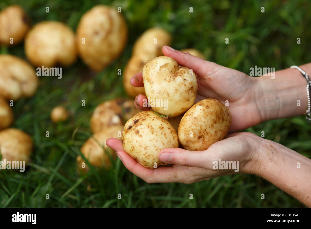 Kartoffeln zu ernten. Weibliche Hände gewaschen Holding Kartoffeln. Locavore, sauber Essen, biologische Landwirtschaft, lokale Landwirtschaft, wachsende conce Stockfoto