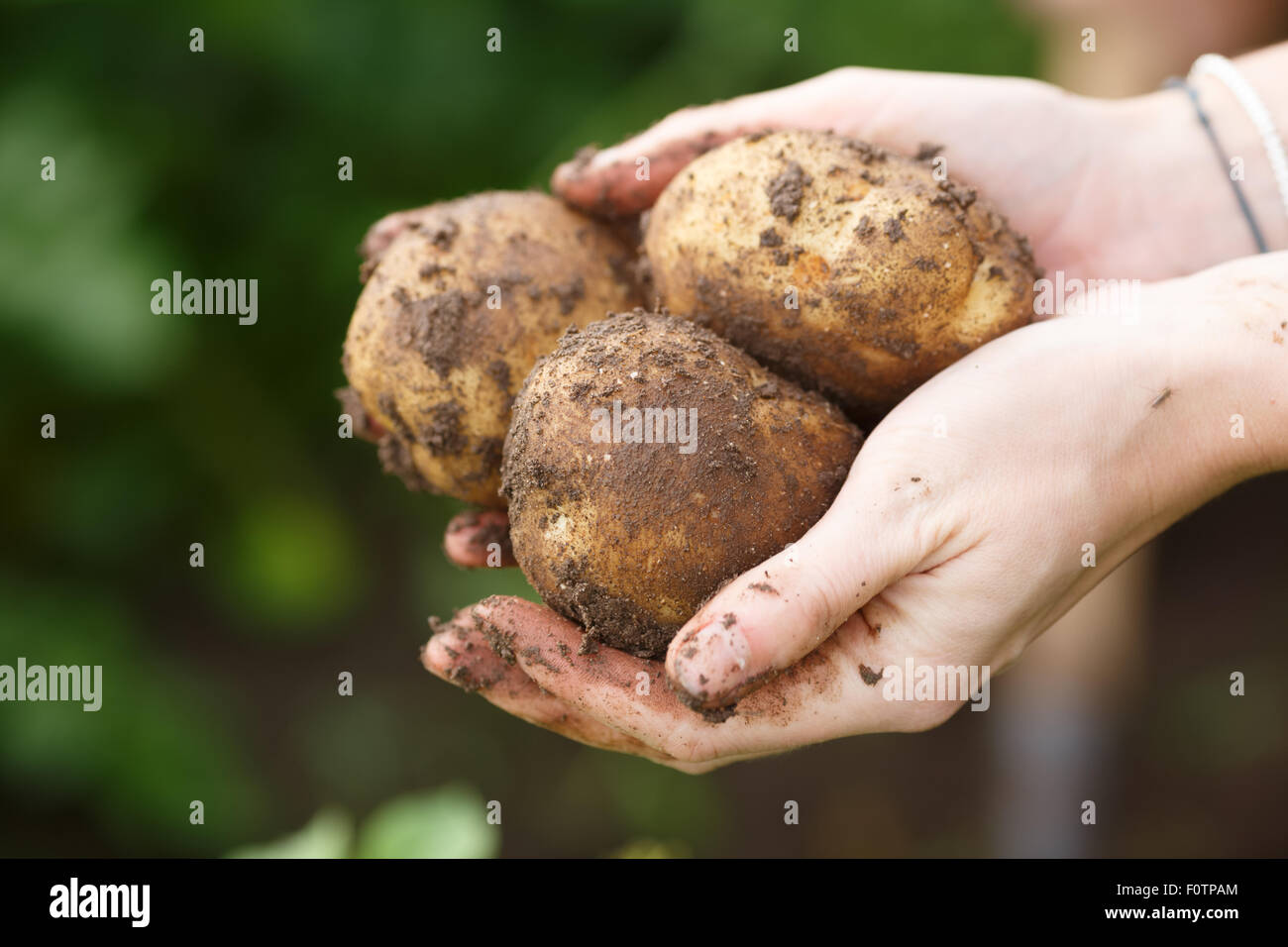 Kartoffeln zu ernten. Weibliche Hände halten Kartoffeln direkt vom Feld. Locavore, sauber Essen, ökologische Landwirtschaft, Bauernhof Stockfoto