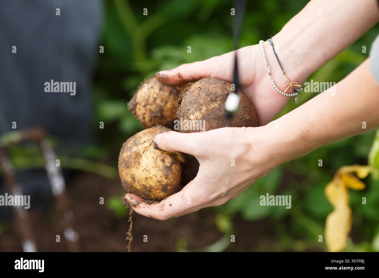 Kartoffeln zu ernten. Weibliche Hände halten Kartoffeln direkt vom Feld. Locavore, sauber Essen, ökologische Landwirtschaft, Bauernhof Stockfoto