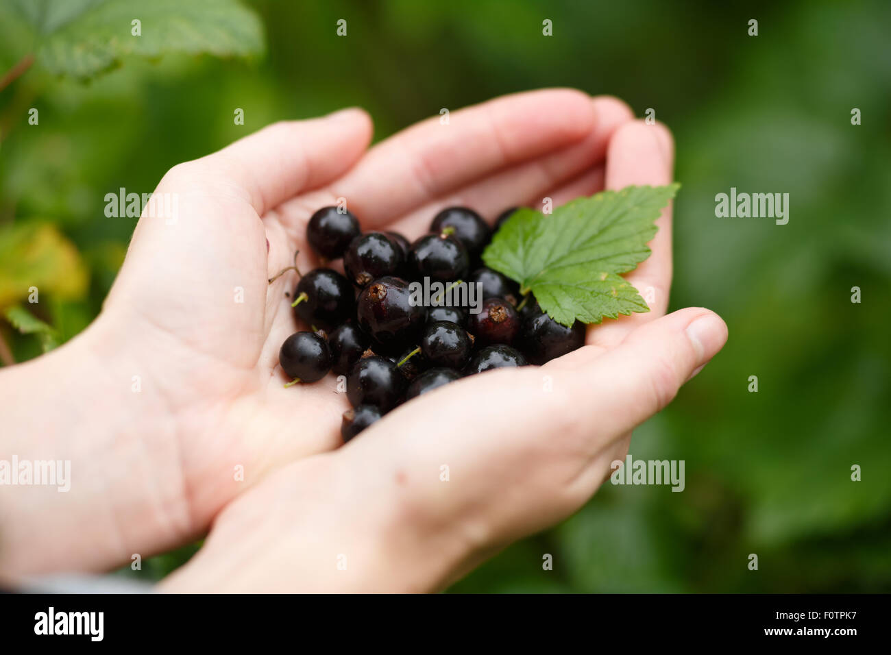 Schwarze Johannisbeeren pflücken. Locavore sauber Essen, ökologische Landwirtschaft, lokale Landwirtschaft, Anbau, Ernte Konzept. Selektiven Fokus auf t Stockfoto