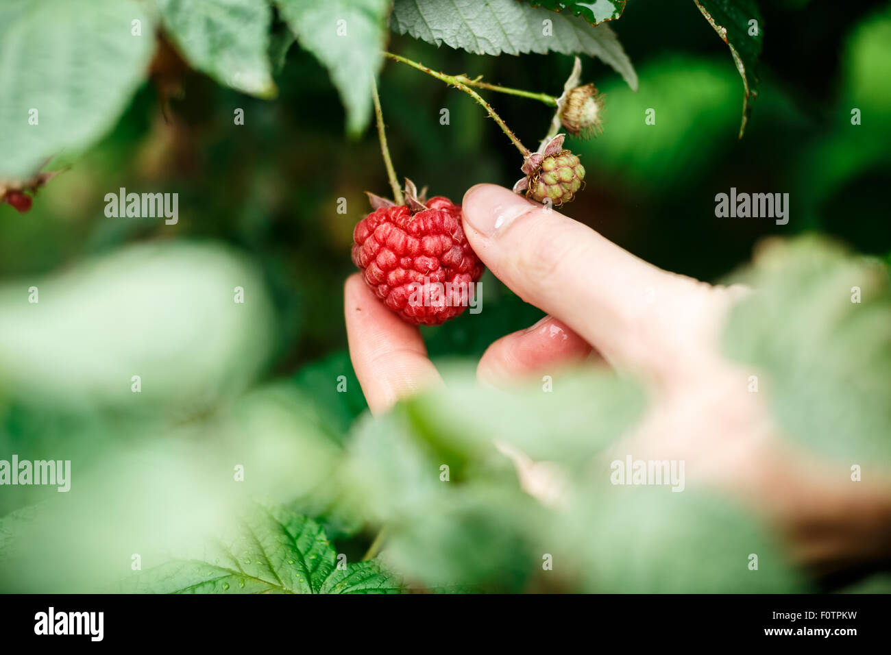 Himbeer-Ernte. Weibliche Hände treffen Bio Himbeeren an einem regnerischen Tag. Tiefenschärfe, sehr geringe Schärfentiefe Stockfoto