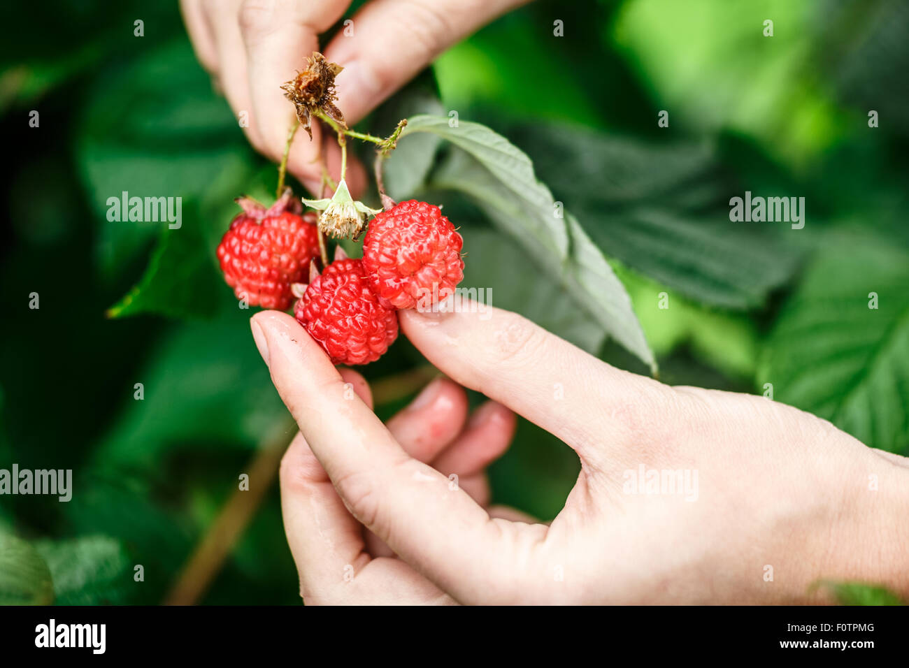 Himbeer-Ernte. Weibliche Hände treffen Bio Himbeeren an einem regnerischen Tag. Tiefenschärfe, sehr geringe Schärfentiefe Stockfoto