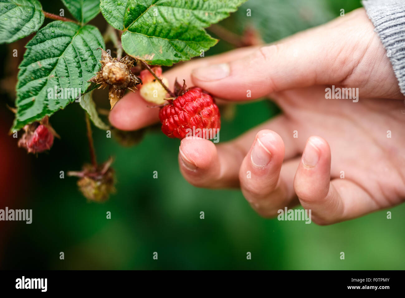 Himbeer-Ernte. Weibliche Hände treffen Bio Himbeeren an einem regnerischen Tag. Tiefenschärfe, sehr geringe Schärfentiefe Stockfoto