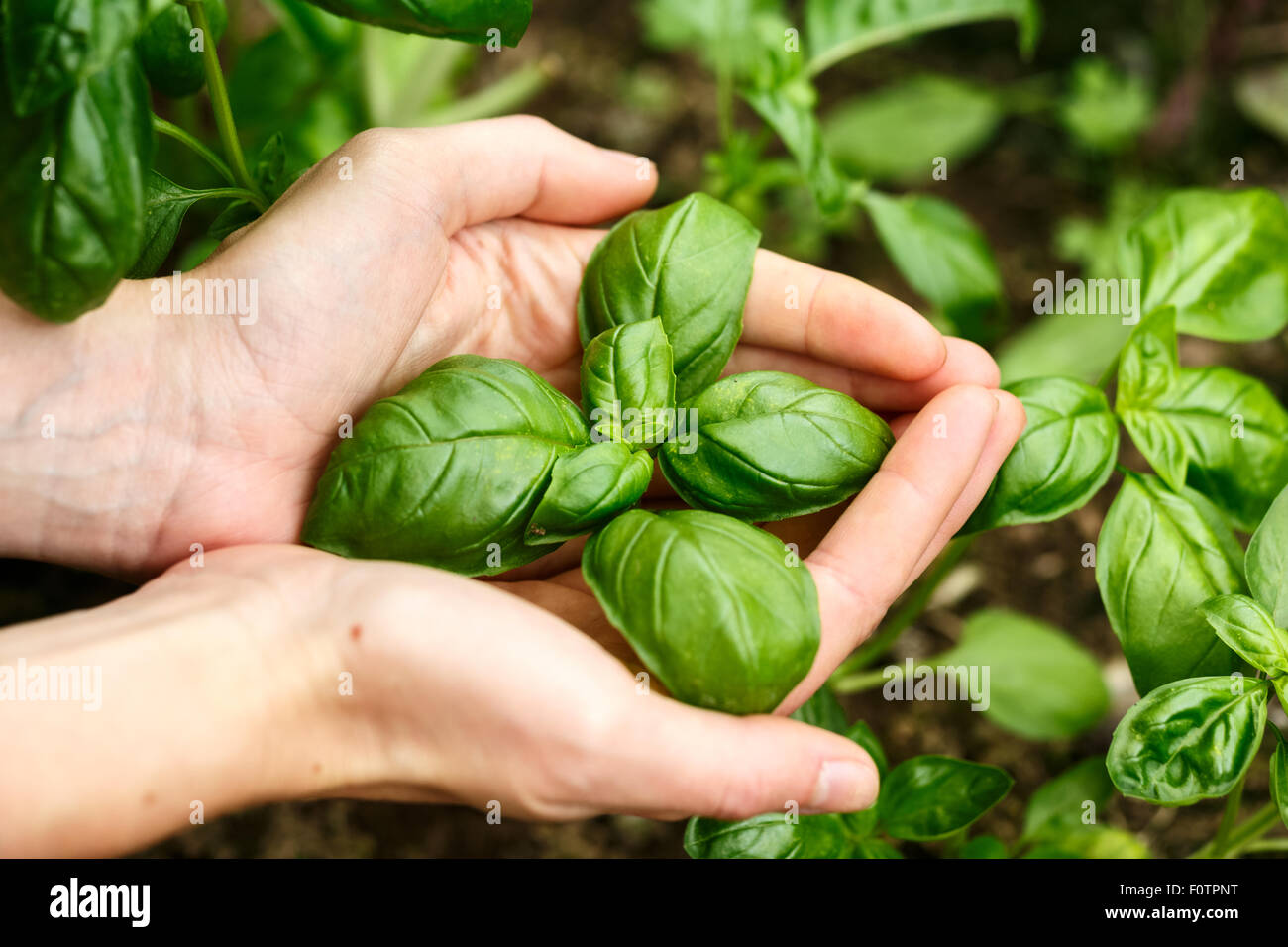 Weibliche Hände halten Basilikumblätter. Locavore, sauber Essen, ökologische Landwirtschaft, Anbau, Ernte Konzept Stockfoto