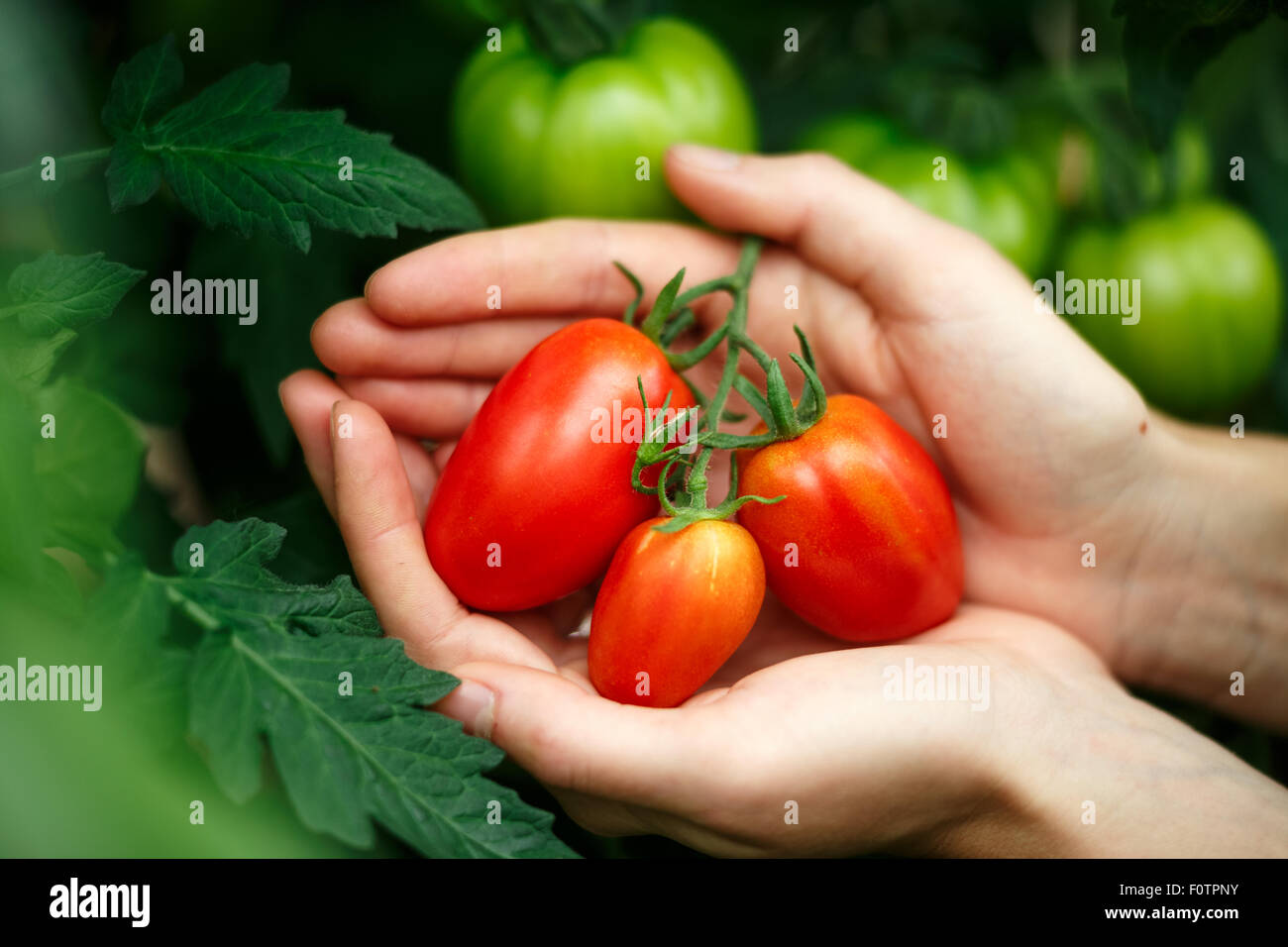 Weibliche Hände halten reife Tomaten Haufen gegen reife Tomaten Hintergrund. Locavore, sauber Essen, ökologische Landwirtschaft, growi Stockfoto