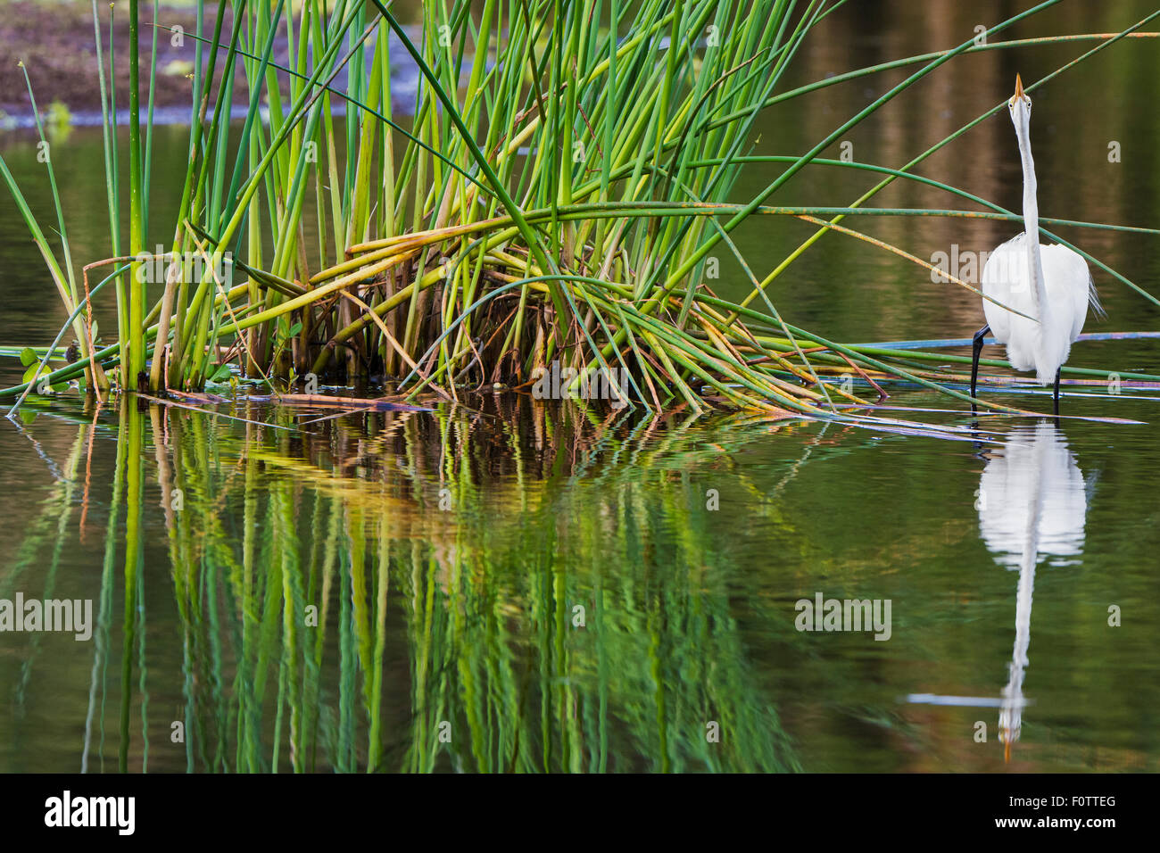 Silberreiher (Ardea Alba). Myakka River State Park, Florida, USA. Stockfoto