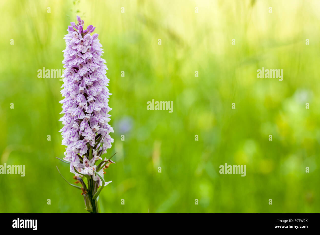 Gemeinsamen Spotted-Orchidee - Dactylorhiza Fuchsii - Parc Naturel De La Chartreuse, Isere, Rhône-Alpes, Frankreich Stockfoto