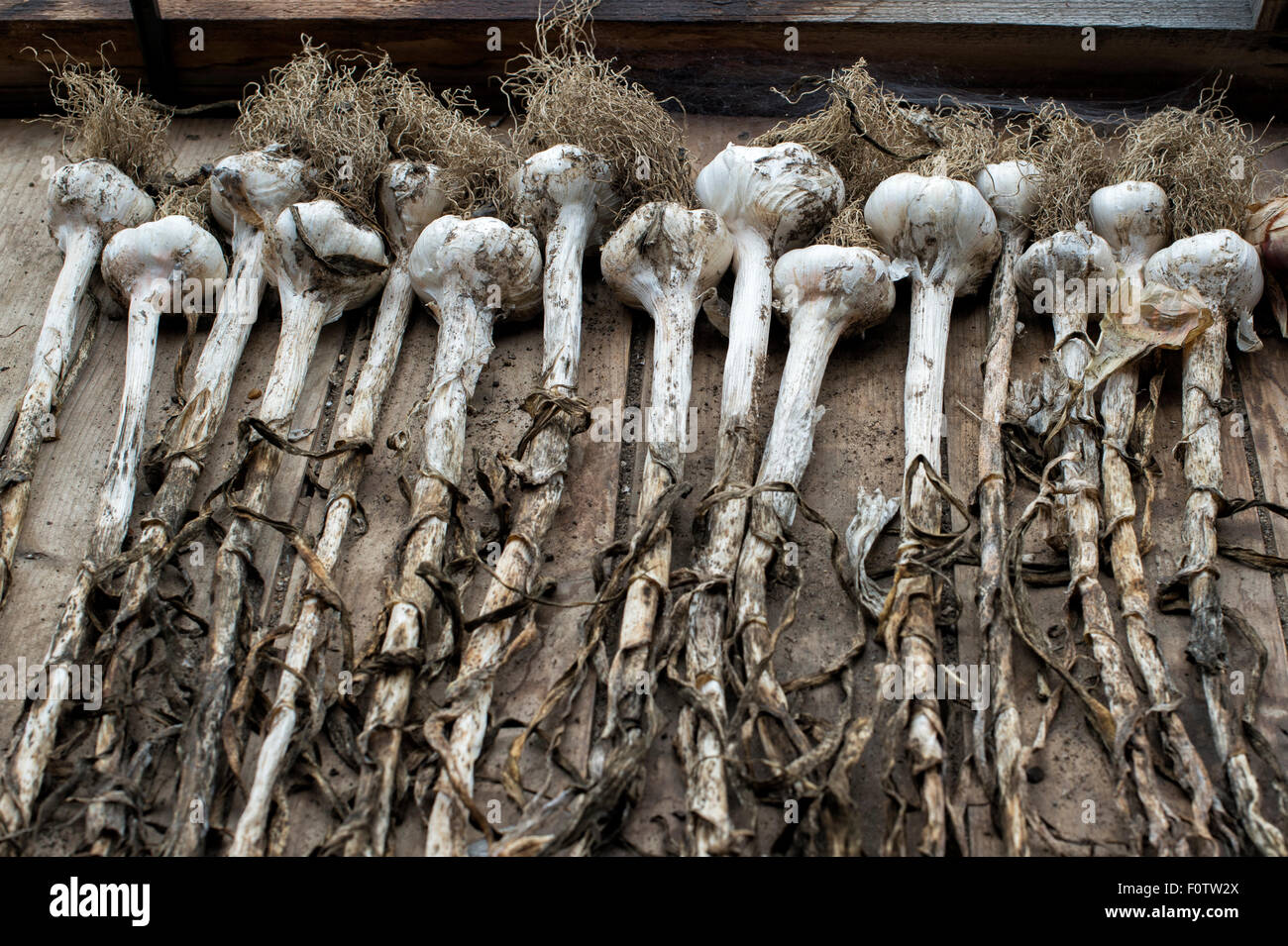 Geernteten Knoblauch "Picardie Wight" Zwiebeln auf einem Schuppen Arbeitsplatte Stockfoto