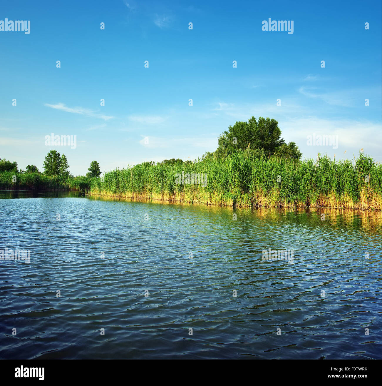 Fluss und Frühjahr grüne Wald. Natur-Komposition. Stockfoto