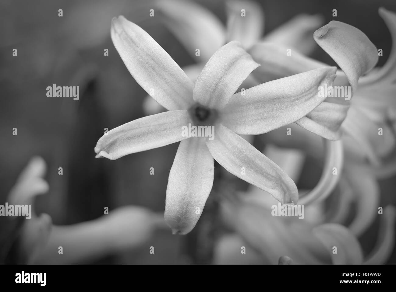 schwarze und weiße Hyazinthe hautnah. Blüte. Frühlingsstimmung. Stockfoto