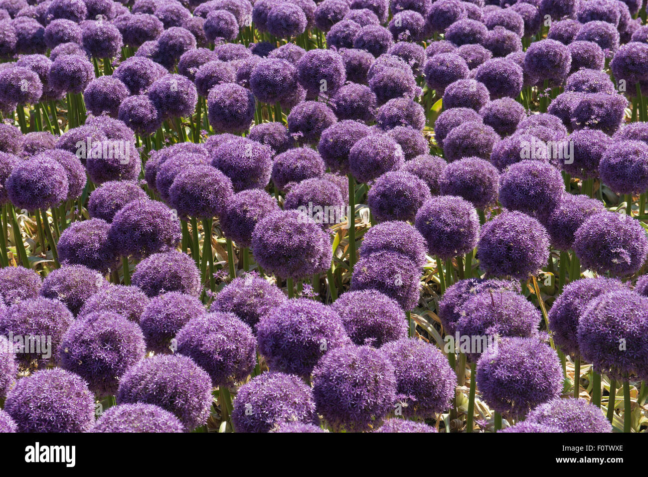 Allium 'Globemaster' Kreuzung zwischen Allium Christophii A. und macleanii.nursery, Egmond Aan Den Hoef, Niederlande Stockfoto