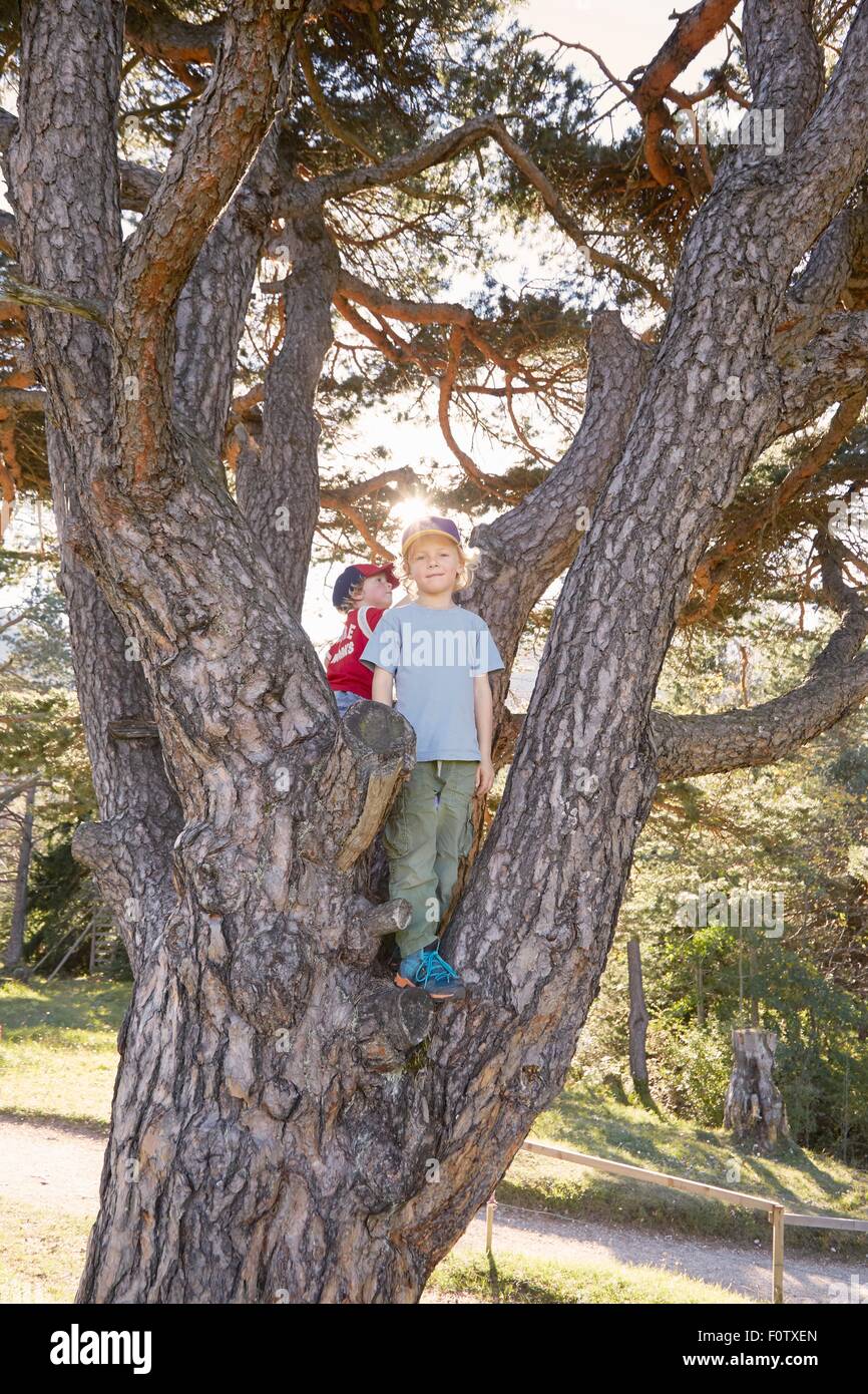 Zwei Brüder spielen im Baum Stockfoto
