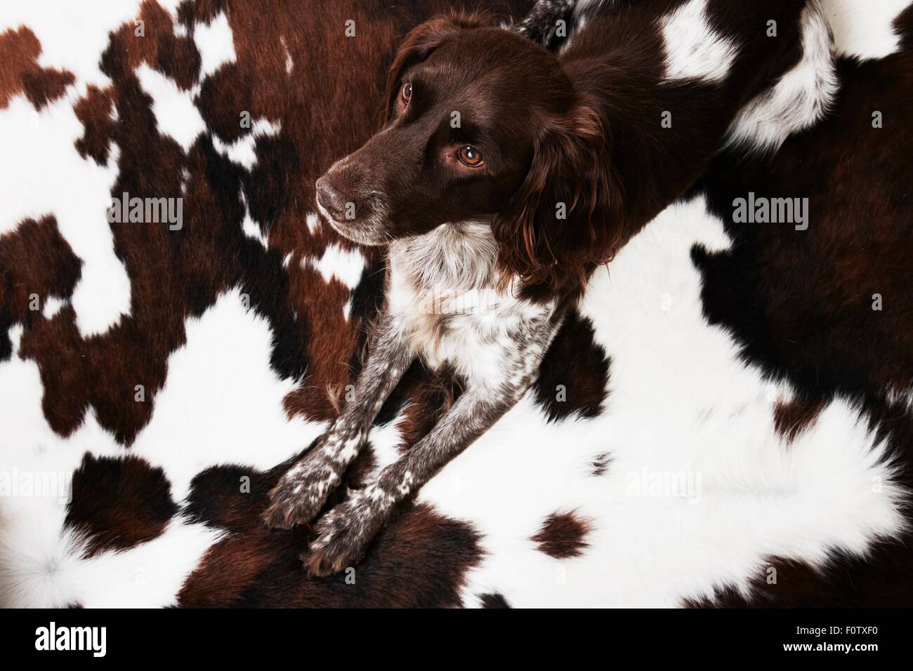 Porträt des Hundes, liegend auf Teppich, erhöht, Ansicht Stockfoto