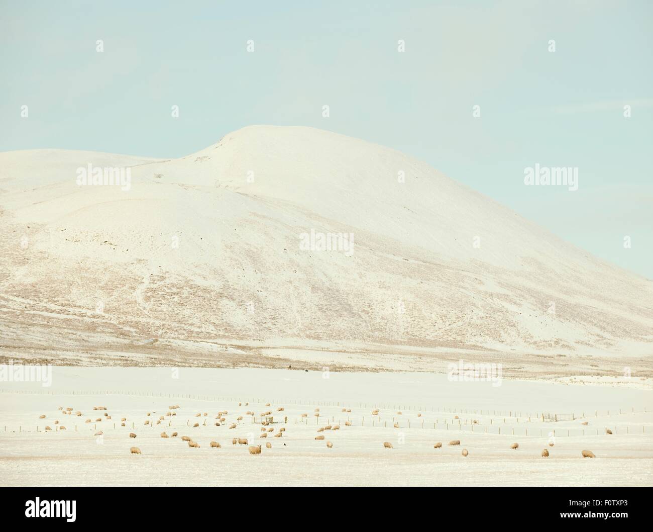 Schafe grasen auf Schnee bedeckt Felder, Tiefland, Scotland, UK Stockfoto