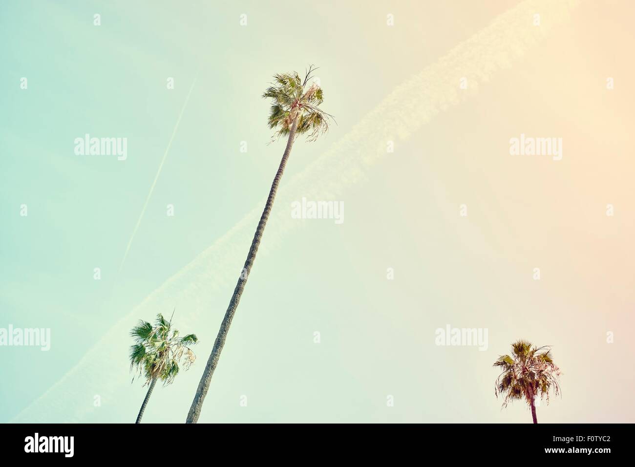 Palmen und klarem Himmel Stockfoto