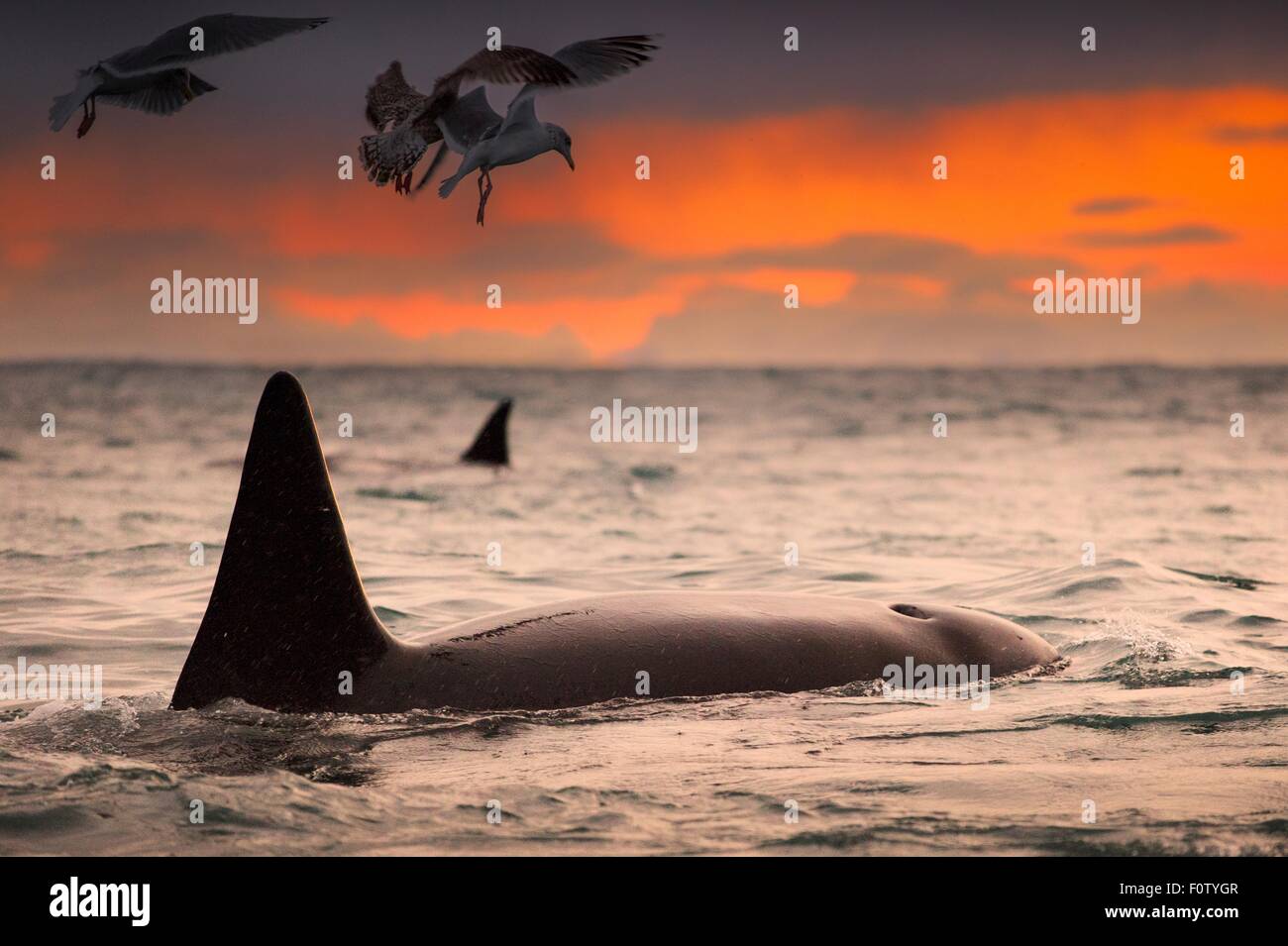 Großer Schwertwal, Orca, Andenes, Lofoten, Norwegen Stockfoto