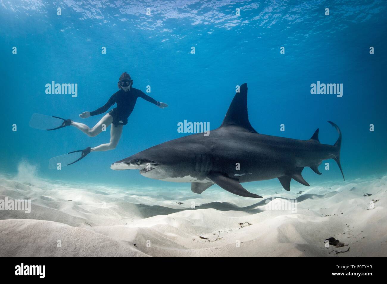 Frau Freitauchen mit Hammerhai, Bimini, Bahamas Stockfoto