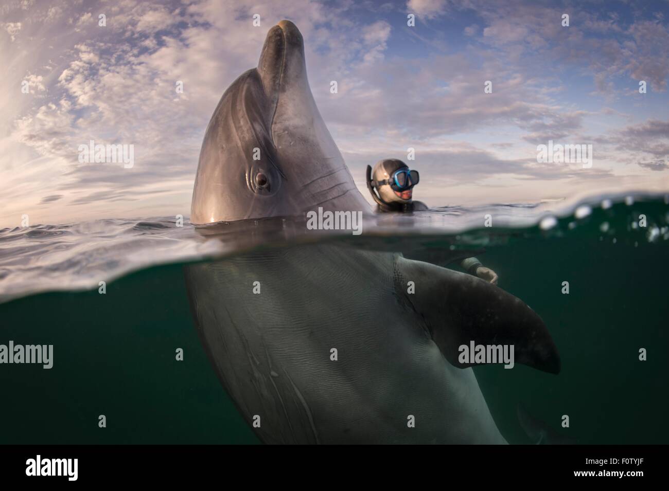 Freediver und Bottlenose Dolphin, Inisheer Insel, Irland Stockfoto
