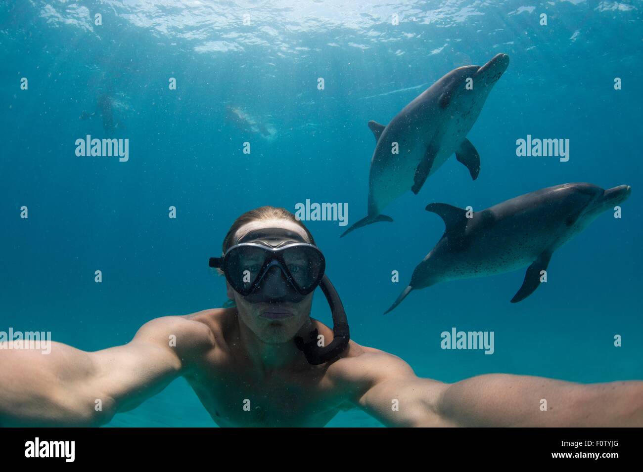 Mann Freitauchen mit Atlantischen Fleckendelfine, Bimini, Bahamas Stockfoto
