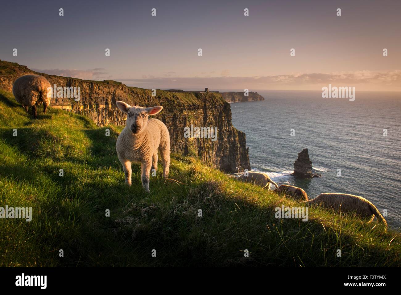 Schafe auf den Klippen von Moher, Liscannor, Irland Stockfoto