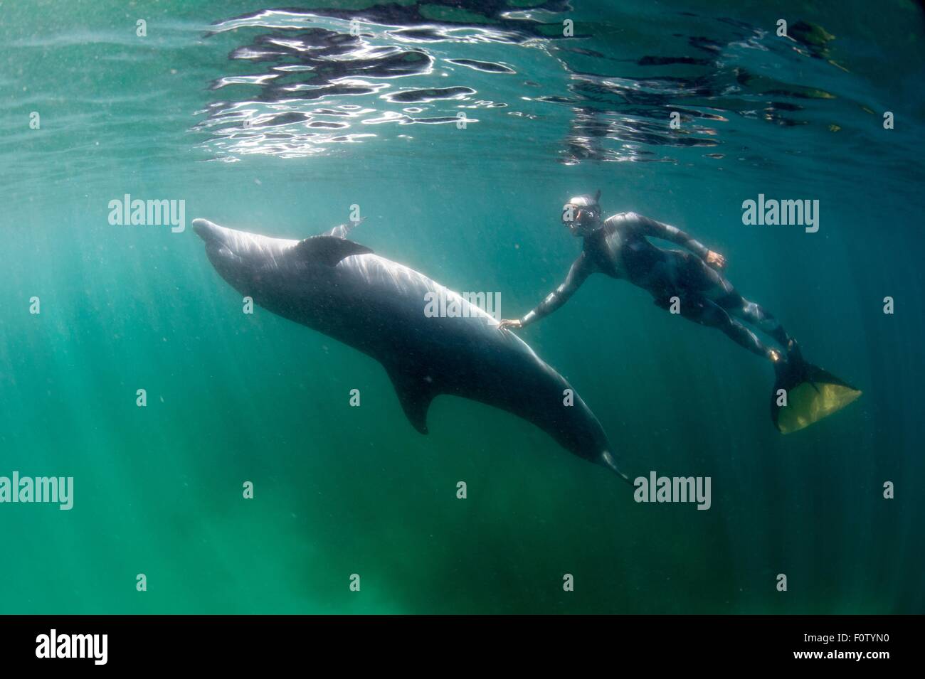 Freediver und Bottlenose dolphin Stockfoto