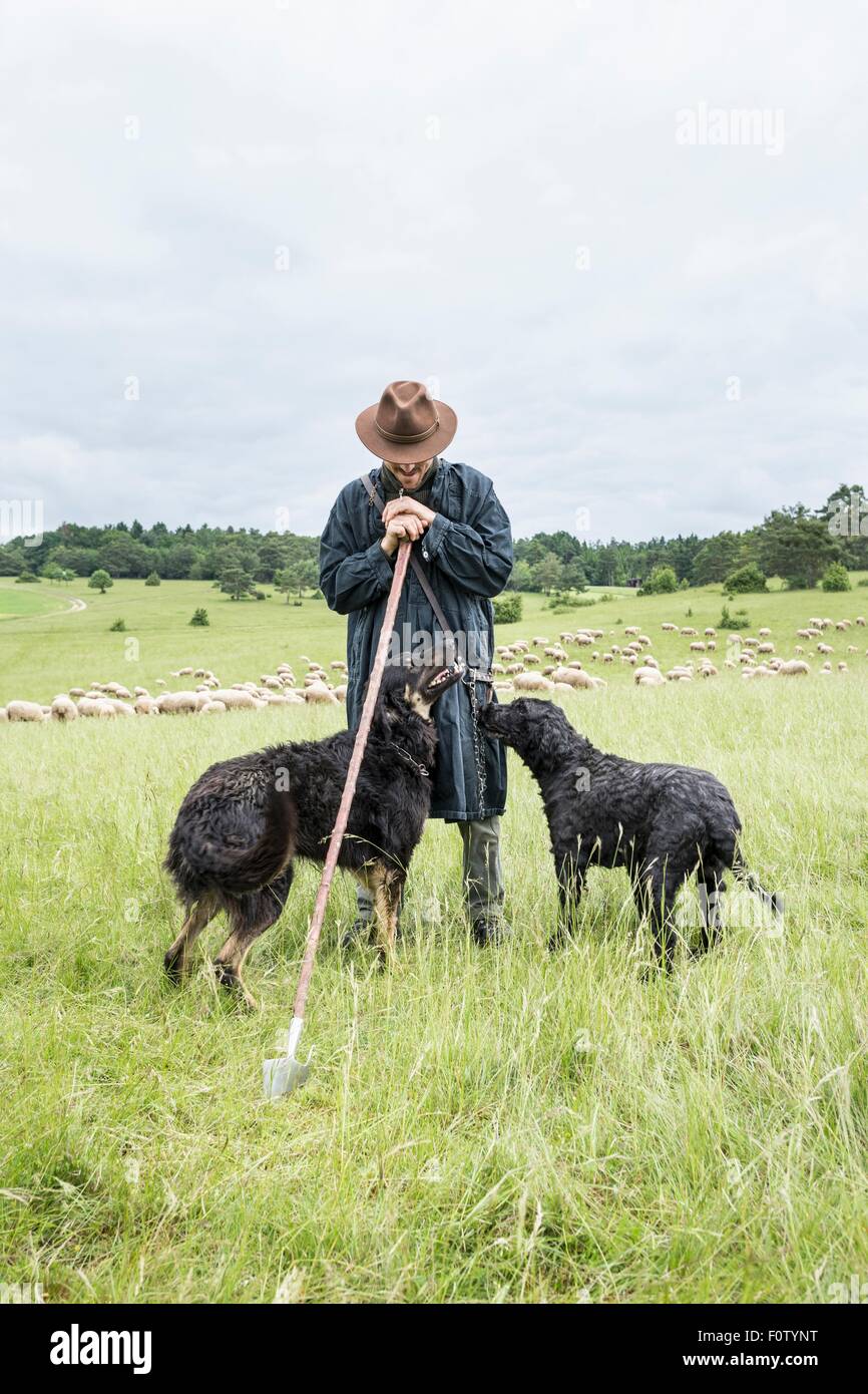 Landwirt in Feld mit Schäferhunde Stockfoto