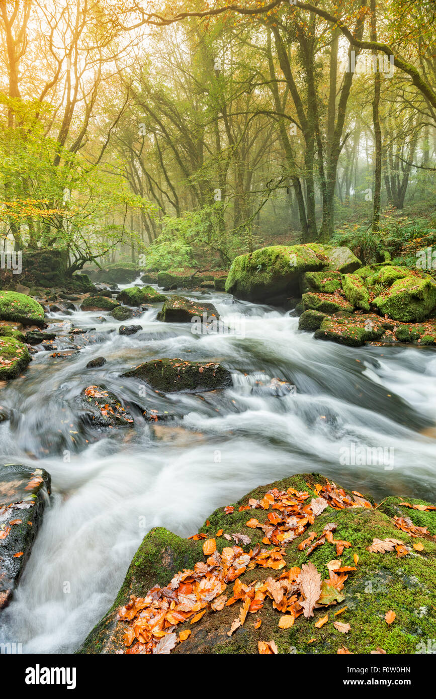 Der Fluss Fowey fließt Kaskadierung über Mosy Felsbrocken durch nebligen Herbst Wald bei Golitha fällt auf Bodmin Moor in Cornwall Stockfoto