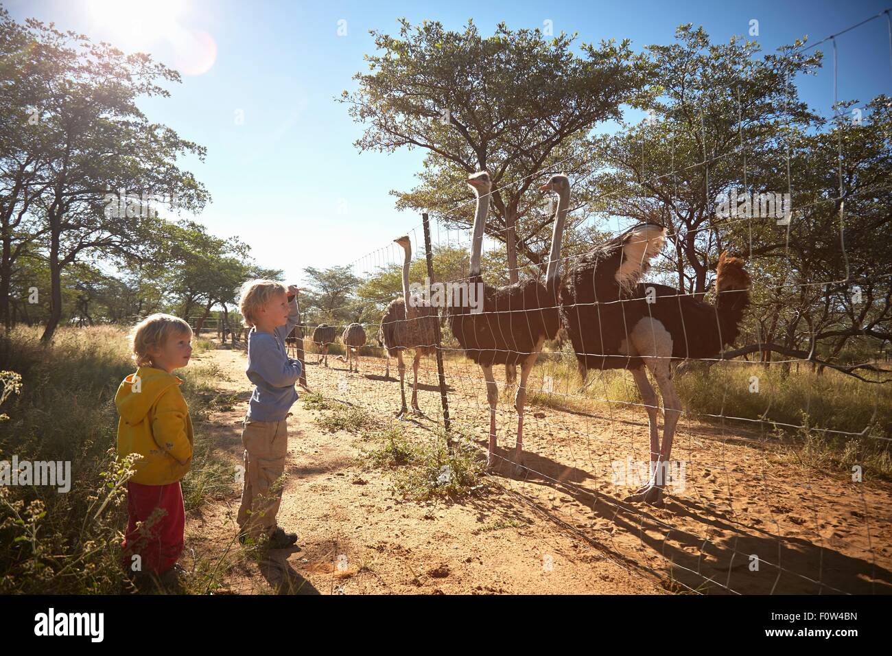 Jungen Blick auf Herde von Straußen, Harnas Wildlife Foundation, Namibia Stockfoto