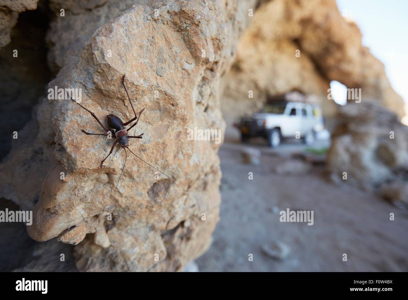 Insekt auf Felsen, Namib-Naukluft-Nationalpark, Namibia Stockfoto