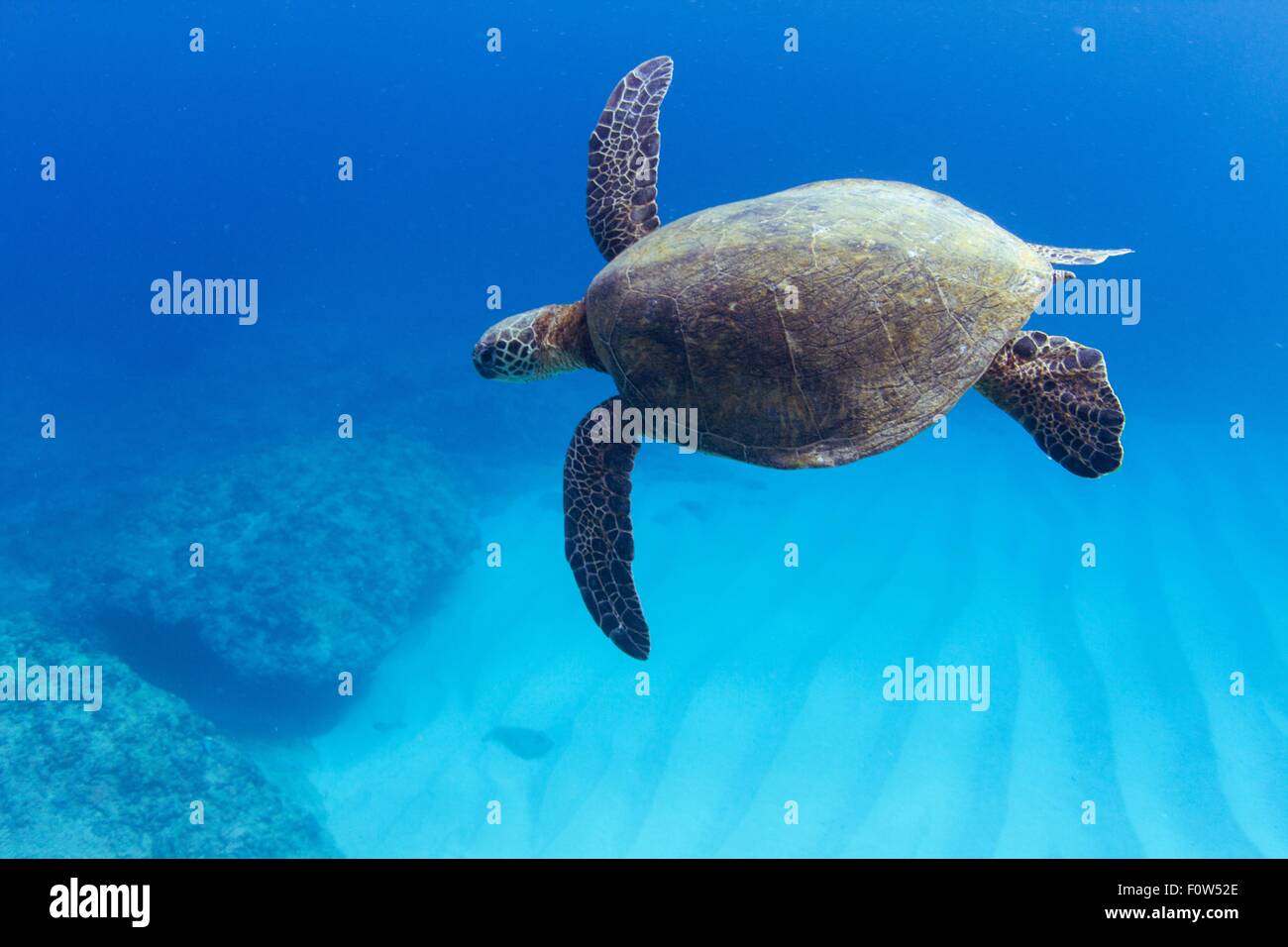 Unterwasser-Blick von Schildkröten schwimmen über den Meeresboden, Hawaii, USA Stockfoto