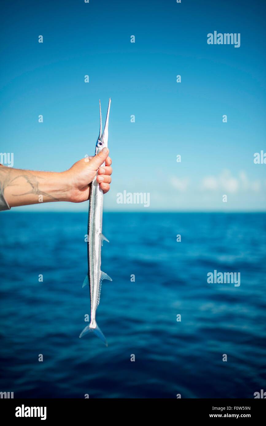 Fishermans Hand mit Fisch, Islamorada, Florida, USA Stockfoto