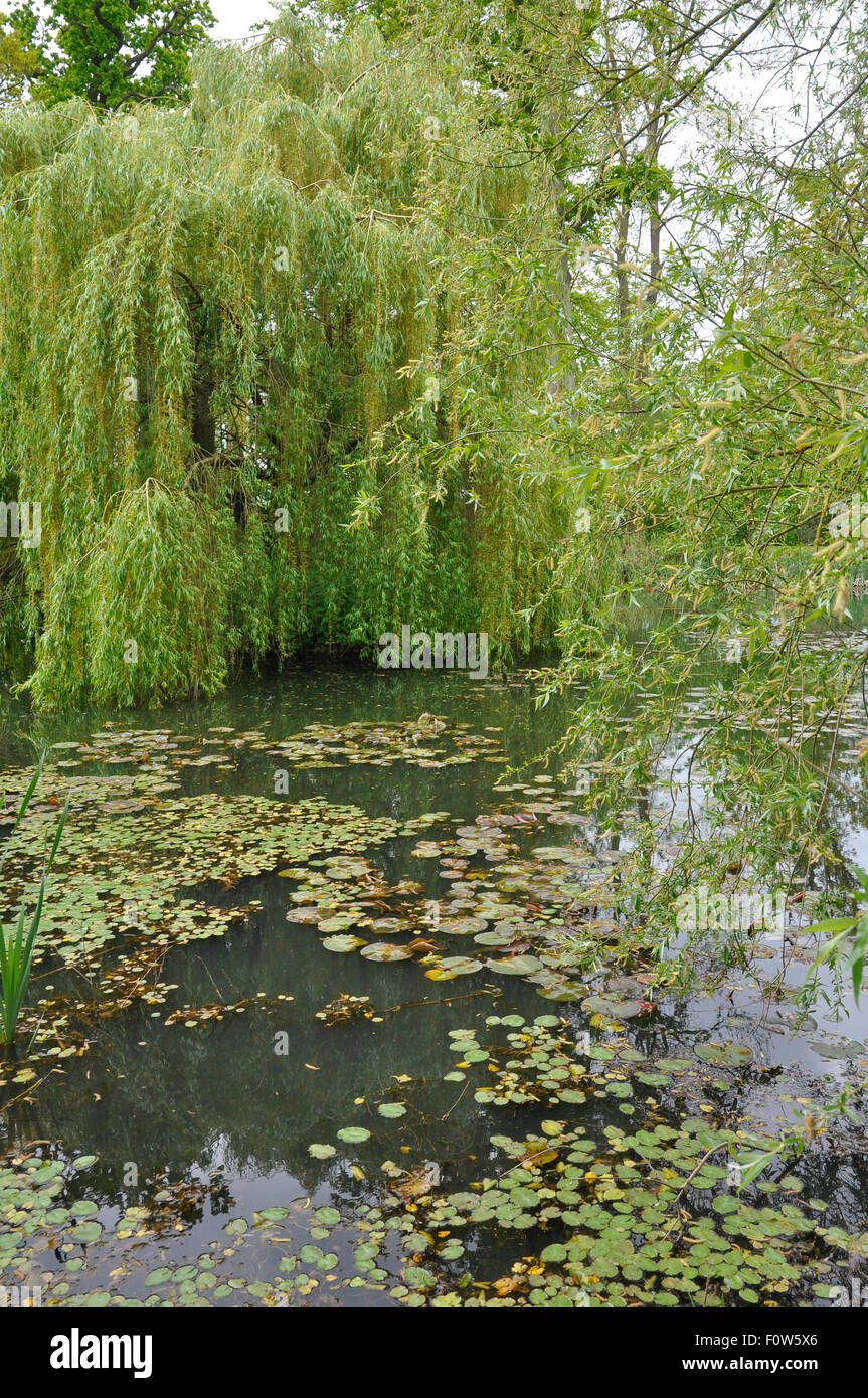 Weinende Weide (Salix Babylonica "Pendel") mit Wasserlilie Blätter an einem See im Highnam.Court Garden. VEREINIGTES KÖNIGREICH. Stockfoto