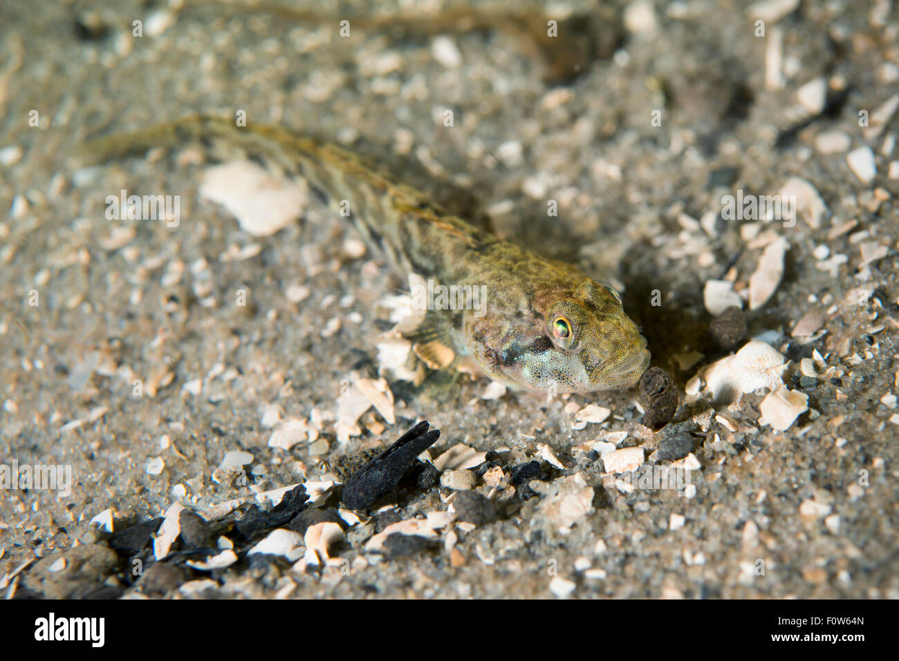 Grundeln (Gobiidae) Arten im Danube Delta, Rumänien, Juni. Stockfoto