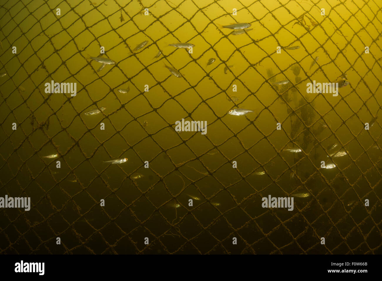Kleine Fische (möglicherweise Leucaspius Delineatus) im Schwimmen um ein Fischernetz im seichten See, Danaube Delta, Rumänien, Juni. Stockfoto