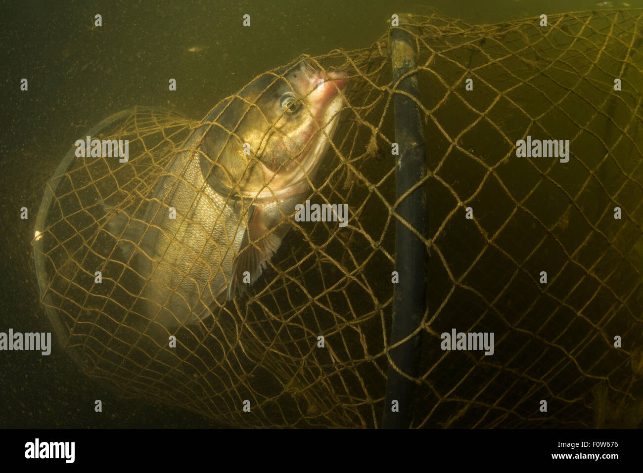 Silberkarpfen (Hypophthalmichthys Molitrix) in einem Fyke net im Donaudelta, Rumänien, Juni gefangen. Stockfoto