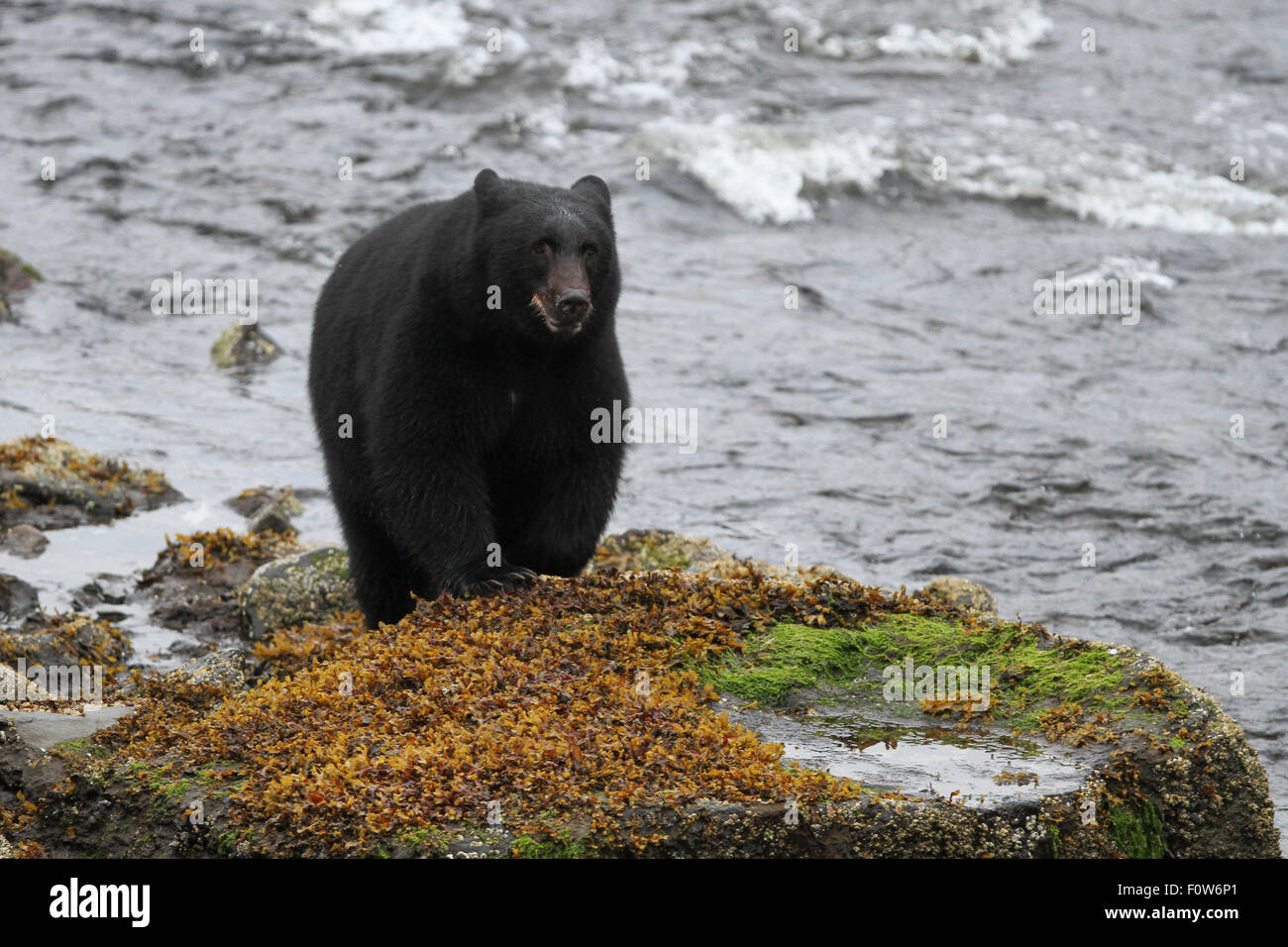 Schwarzer Bär Jagd nach Hering Bay, Ketchikan, Alaska Lachs Stockfoto