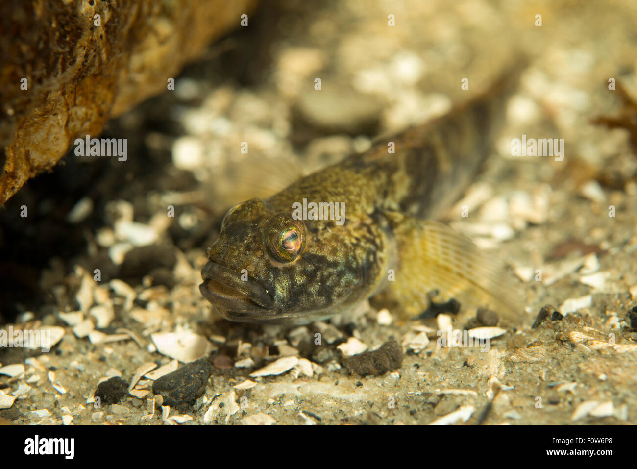 Süßwasser Grundeln (Gobiidae) in Tiefe von 9 Metern im Nebenfluss, Donau-Delta, Rumänien, Juni. Stockfoto