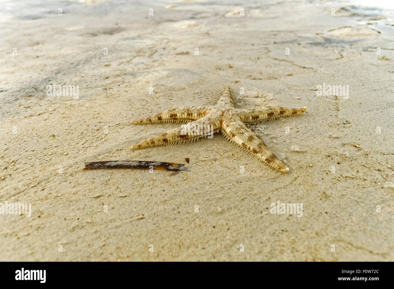 Ein Live kleine Seestern. Ein kleineren Seestern krabbelt an den Strand bei Ebbe am späten Nachmittag. Stockfoto