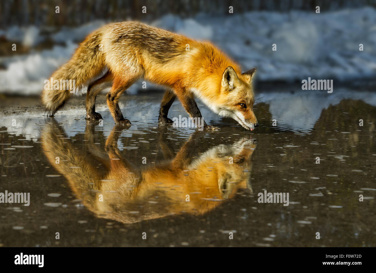 Rotfuchs (Vulpes Vulpes) Getränke aus einer Pfütze Wasser erstellt vom schmelzenden Schnee, an einem schönen sonnigen Winternachmittag. Stockfoto