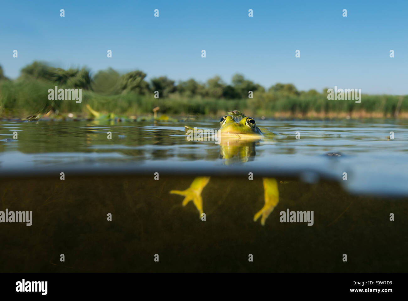 Neu entstanden Damselfly und ruht auf den Kopf eines Frosches Pool (außer Lessonae) Donau Delta, Rumänien, Juni. Stockfoto