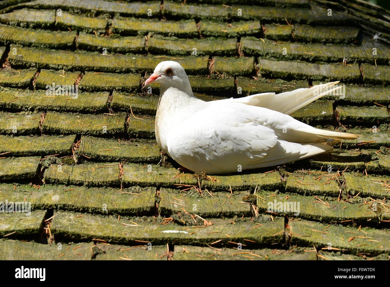 Eine weiße Taube auf dem Dach in England Stockfoto