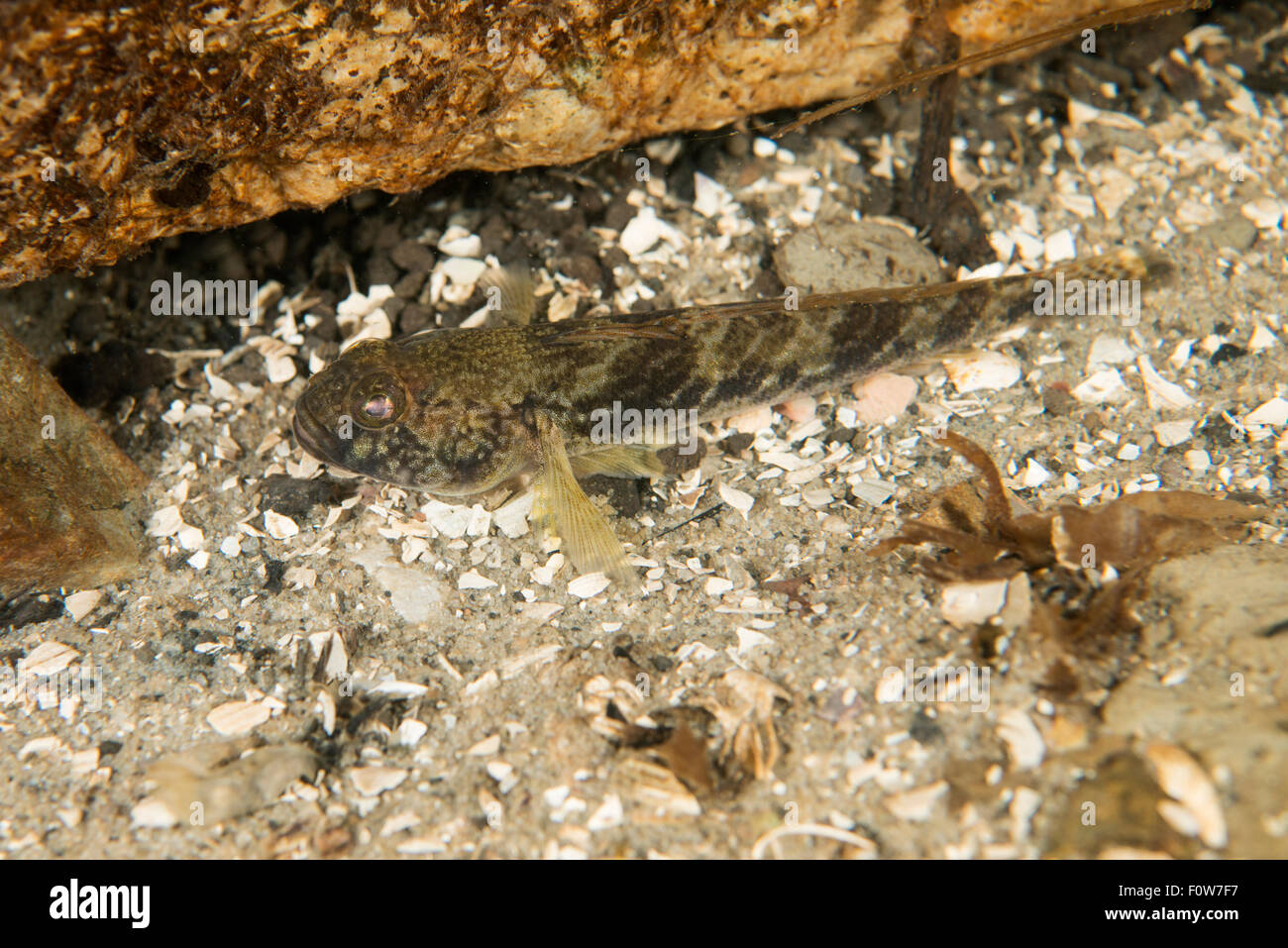 Süßwasser Grundeln (Gobiidae) in Tiefe von 9 Metern in einem Nebenfluss der alten Donau, Danube Delta, Rumänien, Juni. Stockfoto